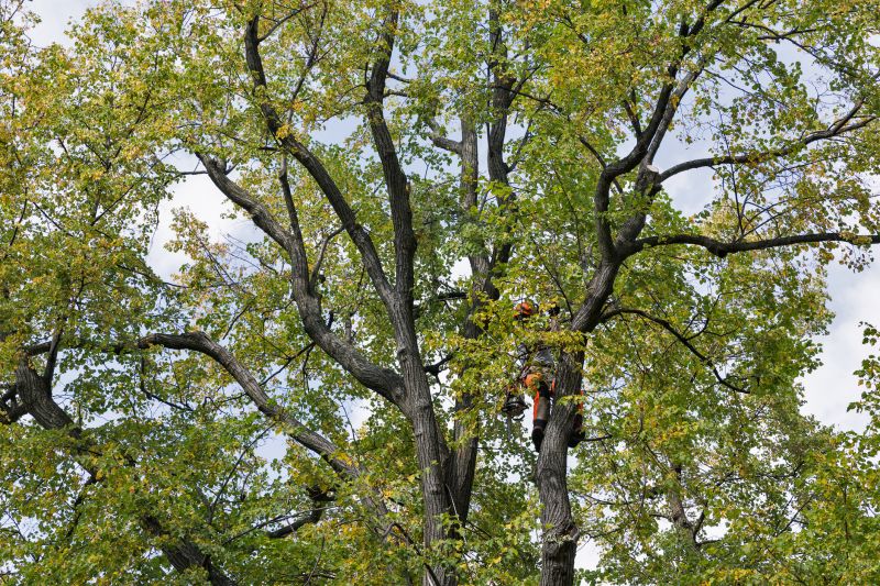 Canopy Pruning in Pottstown, PA