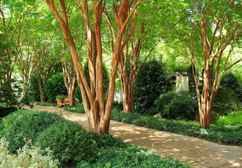 Contact About Crepe Myrtle Pruning
