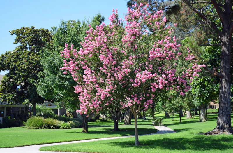 Crepe Myrtle Pruning