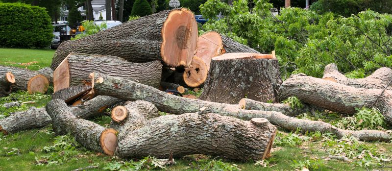 Birch Tree Removal in Montgomery County, PA