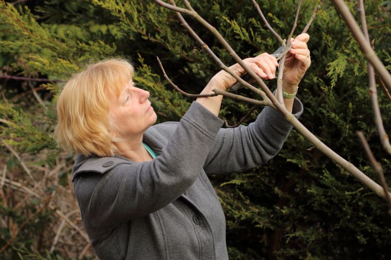 Canopy Pruning in Reno, NV