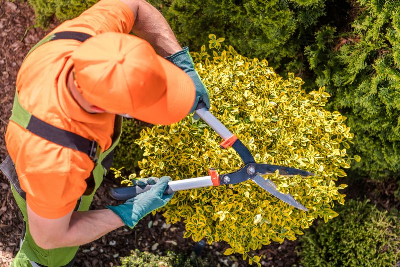 Crepe Myrtle Pruning