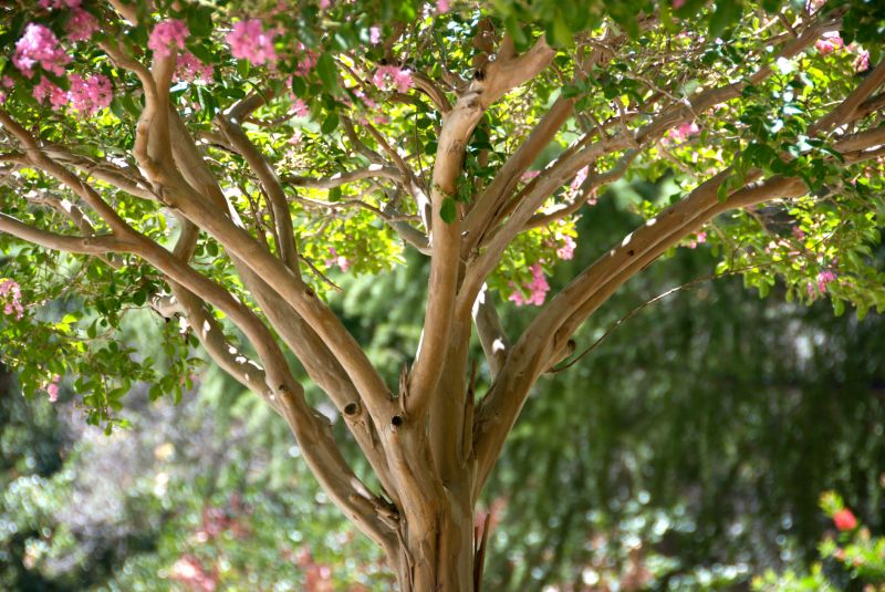 Crepe Myrtle Pruning