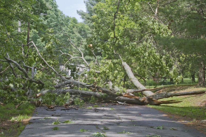 Fallen Tree on Property