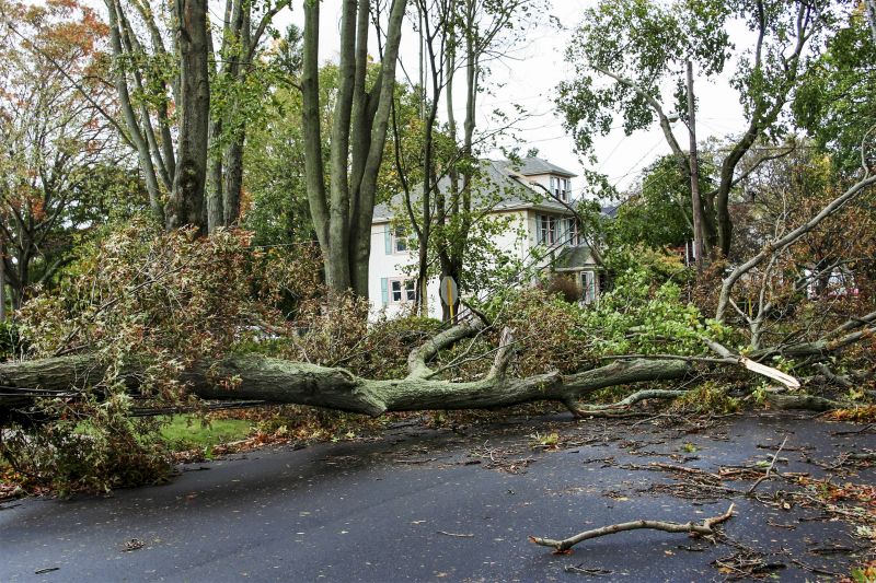 Storm Damage Tree Fall