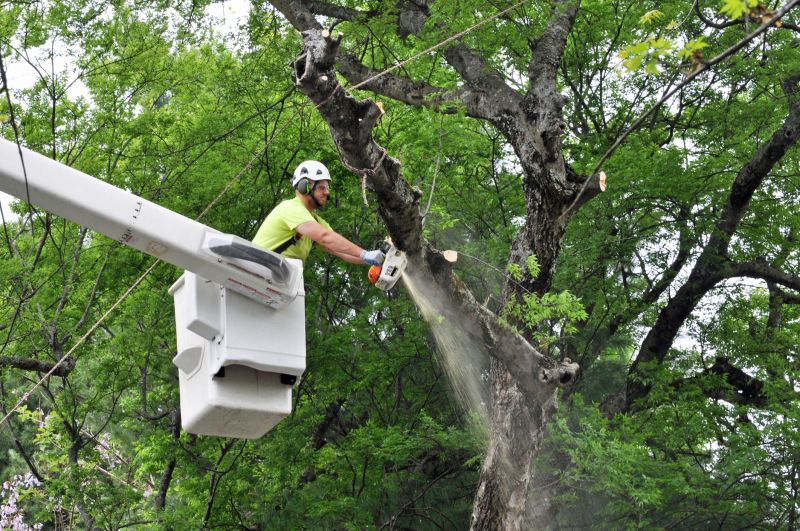 Equipment for Tree Trimming