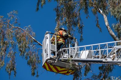 Safety in Tree Care